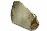 Free-Standing, Petoskey Stone (Fossil Coral) Section - Michigan #356980-2
